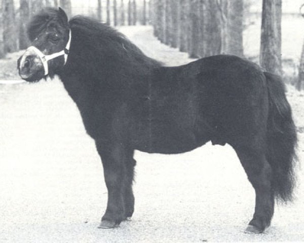 stallion President of Marshwood (Shetland Pony, 1960, from Supremacy of Marshwood)