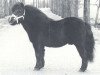 Deckhengst President of Marshwood (Shetland Pony, 1960, von Supremacy of Marshwood)