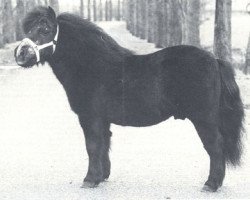 Deckhengst President of Marshwood (Shetland Pony, 1960, von Supremacy of Marshwood)