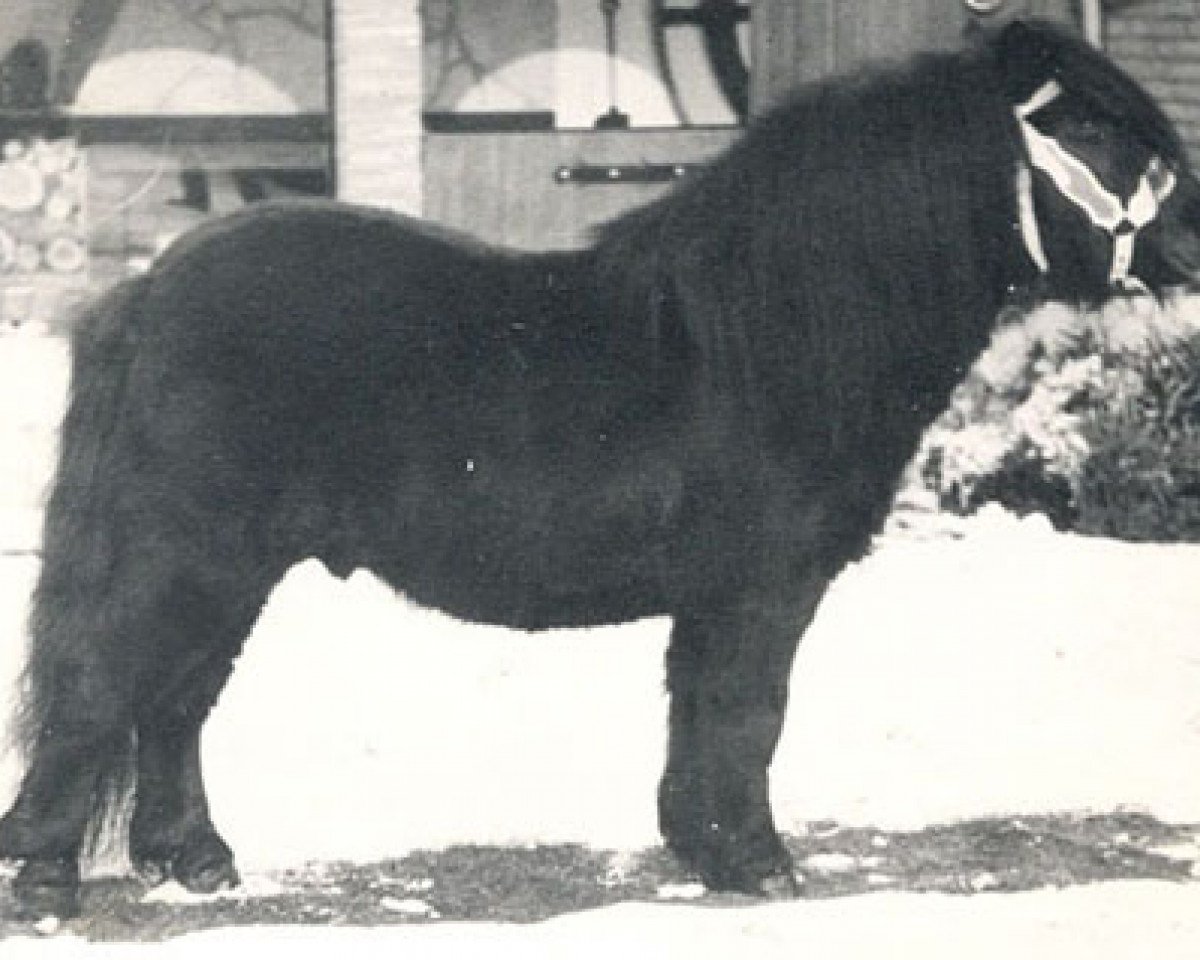 Deckhengst Scurry of Marshwood (Shetland Pony, 1970, von Supremacy of Marshwood)