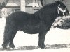 Deckhengst Scurry of Marshwood (Shetland Pony, 1970, von Supremacy of Marshwood)