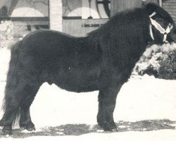 Deckhengst Scurry of Marshwood (Shetland Pony, 1970, von Supremacy of Marshwood)