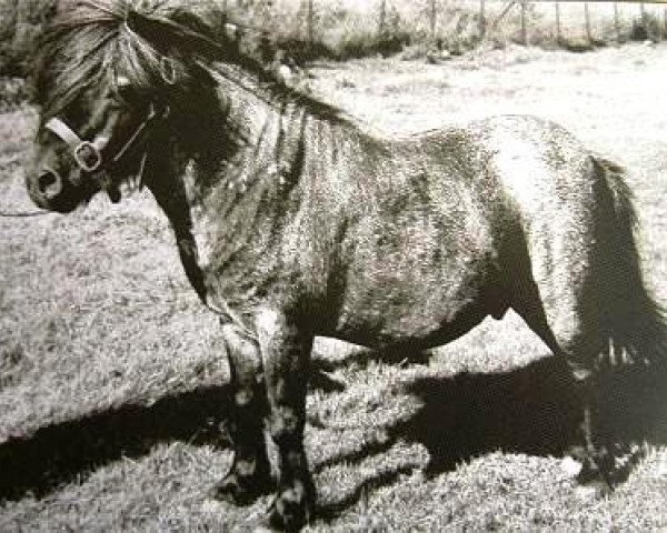 stallion Firebird (Shetland Pony, 1937, from Silver Fox)