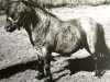 Deckhengst Firebird (Shetland Pony, 1937, von Silver Fox)