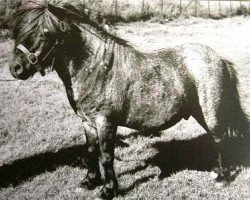 Deckhengst Firebird (Shetland Pony, 1937, von Silver Fox)