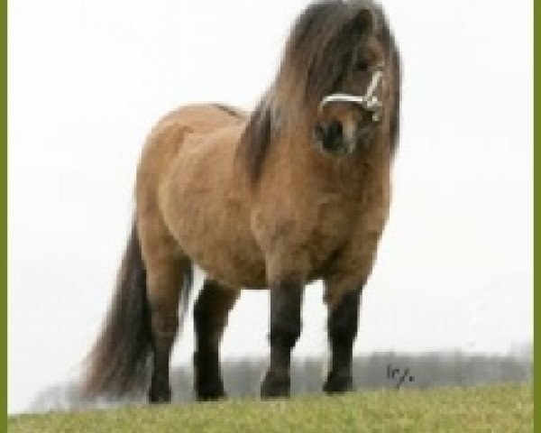 Deckhengst Zegmar van de Zandkamp (Shetland Pony,  , von Pybe van Stal de Toekomst)