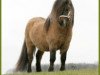 stallion Zegmar van de Zandkamp (Shetland Pony,  , from Pybe van Stal de Toekomst)