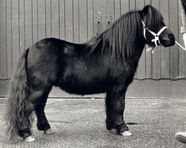Deckhengst Thank You van de Stoommolen (Shetland Pony, 1982, von Marlando van Stal Volmoed)