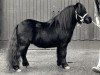 Deckhengst Thank You van de Stoommolen (Shetland Pony, 1982, von Marlando van Stal Volmoed)