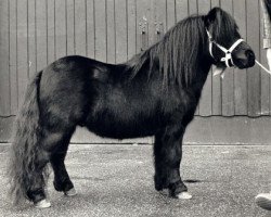 stallion Thank You van de Stoommolen (Shetland Pony, 1982, from Marlando van Stal Volmoed)