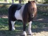 Deckhengst Carlos van Heesselt (Shetland Pony, 1988, von Thank You van de Stoommolen)