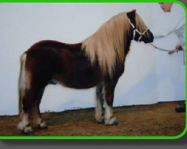 stallion Thijmen van Stal Polderzicht (Shetland Pony, 2003, from Kotonofico van Stal Brammelo)