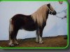 stallion Thijmen van Stal Polderzicht (Shetland Pony, 2003, from Kotonofico van Stal Brammelo)