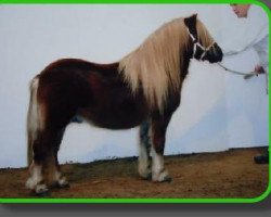 stallion Thijmen van Stal Polderzicht (Shetland Pony, 2003, from Kotonofico van Stal Brammelo)