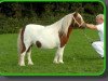 broodmare Hester van Stal Polderzicht (Shetland Pony, 1993, from Carlos van Heesselt)