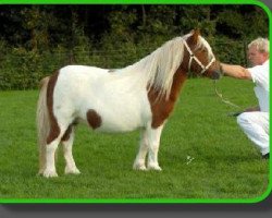 broodmare Hester van Stal Polderzicht (Shetland Pony, 1993, from Carlos van Heesselt)