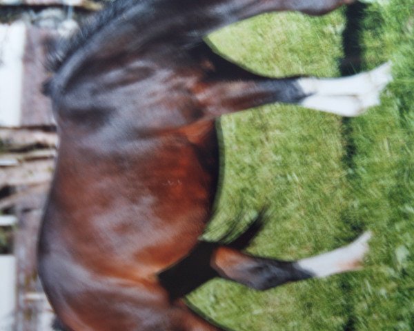 broodmare Alora (Swiss Warmblood, 2007)