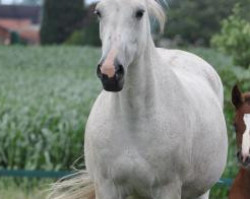 Zuchtstute Tsarina (Belgisches Warmblut, 1996, von Corofino I)