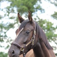 broodmare Finest Selection (Hanoverian, 2017, from Finest)