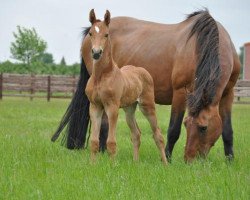 broodmare Nikita (Belgian Warmblood, 1990, from Jokinal de Bornival)