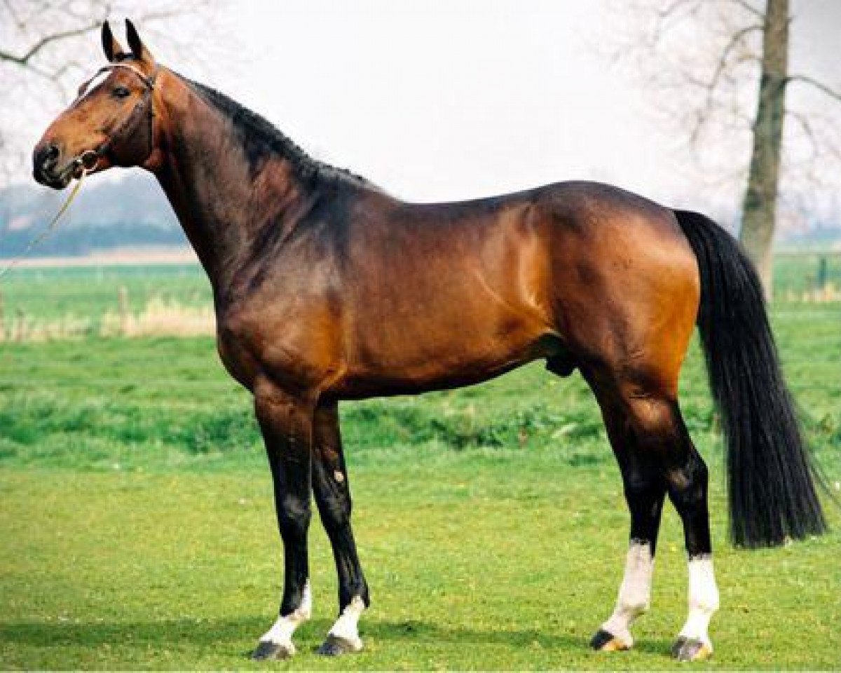 stallion Toulon (Belgian Warmblood, 1996, from Heartbreaker)