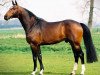 stallion Toulon (Belgian Warmblood, 1996, from Heartbreaker)
