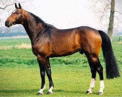 Deckhengst Toulon (Belgisches Warmblut, 1996, von Heartbreaker)