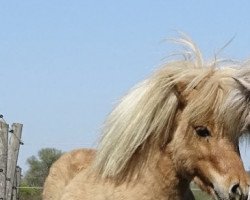 stallion Rabeins Diarado (Shetland pony (under 87 cm), 2010, from Willow vom Ellernbrook)