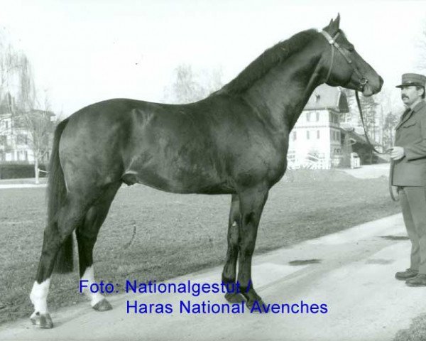 stallion Noé (Freiberger, 1984, from Natif de Signet)