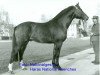 stallion Noé (Freiberger, 1984, from Natif de Signet)