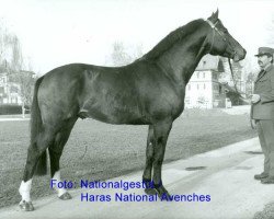 stallion Noé (Freiberger, 1984, from Natif de Signet)