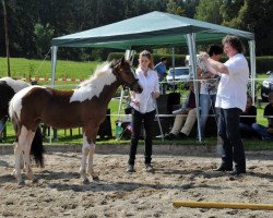 Pferd BH`s Chrome Girl (Quarter Pony, 2014, von BH`Vision)