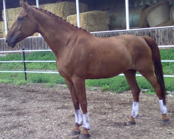 broodmare Wenke (Hanoverian, 1995, from Werther)