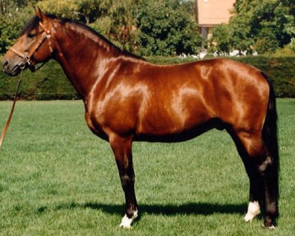 Pferd Nico VII CH (Freiberger, 1991, von Noé)