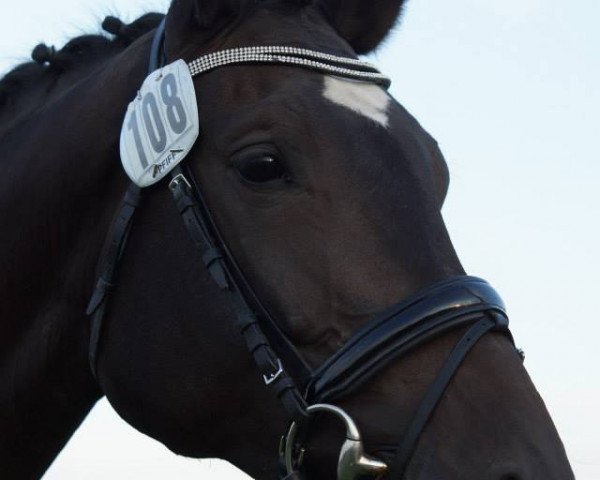 horse Holiday vom Eichenhof (Trakehner, 2010, from Gipsy King)