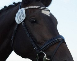 Pferd Holiday vom Eichenhof (Trakehner, 2010, von Gipsy King)