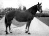 Pferd Haïtienne (Freiberger, 1956, von Héroïque)