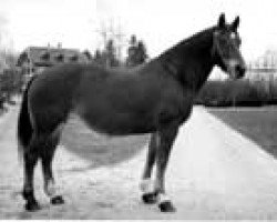 broodmare Haïtienne (Freiberger, 1956, from Héroïque)