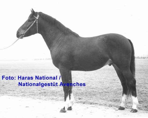 stallion Don Pablo (Freiberger, 1964, from Doktryner ox)