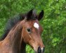 dressage horse Filigran (Westphalian, 2021, from Felissimo 4)