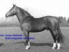 stallion Don Fernando (Freiberger, 1973, from Don Pablo)