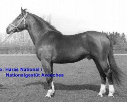 stallion Don Fernando (Freiberger, 1973, from Don Pablo)