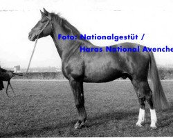 Deckhengst Aladin (Schwedisches Warmblut, 1964, von Nepal)