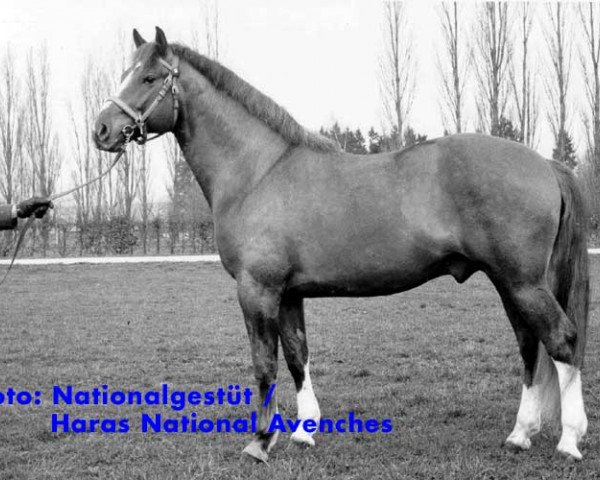 stallion Alsacien (Freiberger, 1969, from Aladin)