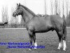 Pferd Alsacien (Freiberger, 1969, von Aladin)