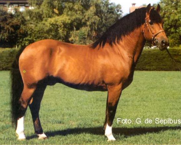 stallion Judäa (Freiberger, 1975, from Judo)