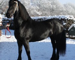 broodmare jantine (Friese, 2003)