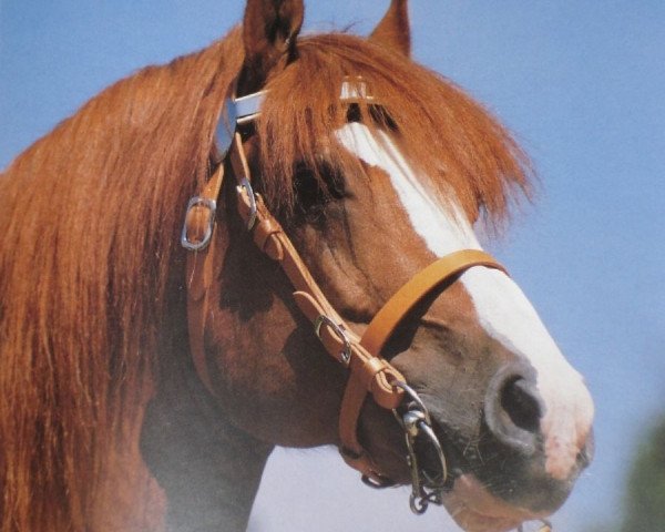 stallion Castello (Freiberger, 1983, from Judäa)