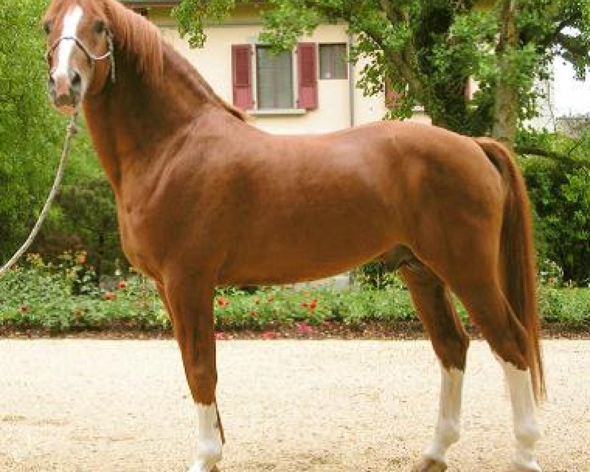 stallion Nagano II CH (Freiberger, 1995, from Nico VII CH)