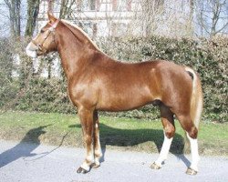 stallion Nocturne des Champs (Freiberger, 2000, from Nagano II CH)